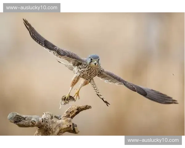 智能剪辑插件实现秒级发布 缩短赛事精彩瞬间传播